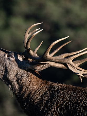 Le Brame du cerf