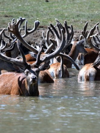 Une harde de cerfs dans l'eau