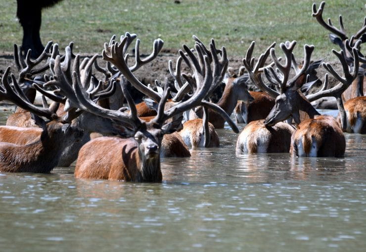 Une harde de cerfs dans l'eau