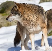 Le Loup (0)
