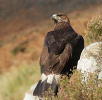 les Rapaces Diurnes (0)