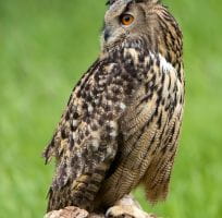 Les Rapaces Nocturnes (0)