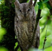 Les Rapaces Nocturnes (0)