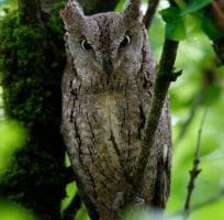Les Rapaces Nocturnes (0)