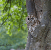 Les Rapaces Nocturnes (0)