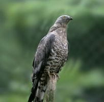 les Rapaces Diurnes (0)