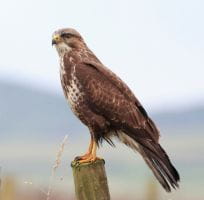 les Rapaces Diurnes (0)