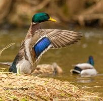 Les Oiseaux des Zones Humides (0)