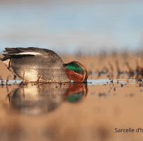 Les Oiseaux des Zones Humides (0)