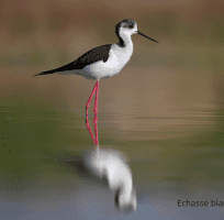 Les Oiseaux des Zones Humides (0)