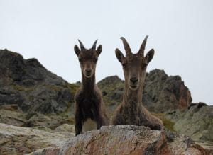 deux Bouquetins des Alpes