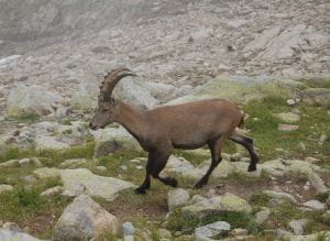 Bouquetin des Alpes en altitude
