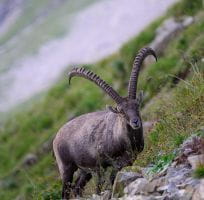 Bouquetin des Alpes