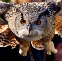 Les Rapaces Nocturnes (0)