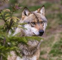 Le Loup (0)