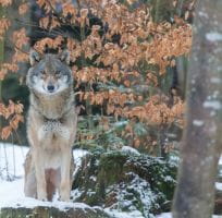 Le Loup (0)