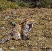 Le Renard Roux (0)