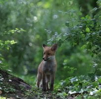 Le Renard Roux (0)