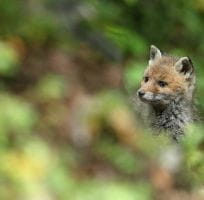Le Renard Roux (0)