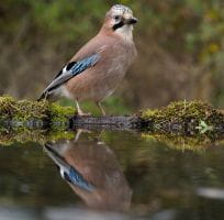 Les Passereaux (0)