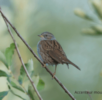 Les Passereaux (0)