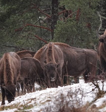 1er symposium : L’Animal Sauvage et l’Homme : une alliance éternelle ?
