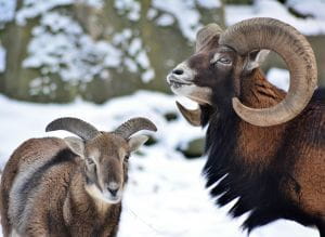Mouflons des Aples en hiver
