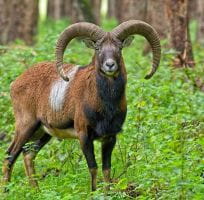 Mouflon