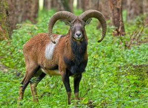 Mouflon