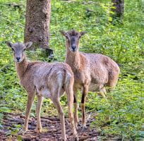 Des mouflons