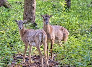 Des mouflons