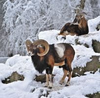 Mouflons des Alples