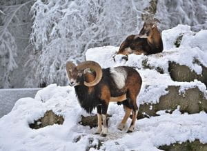 Mouflons des Alples