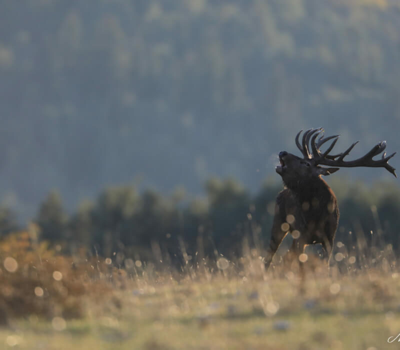 Séjour Brame du cerf