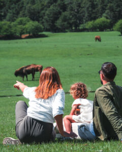 Observation en famille pendant des vacances des bisons en paca.